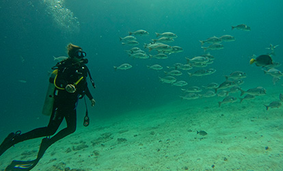 Persona buceando con peces.