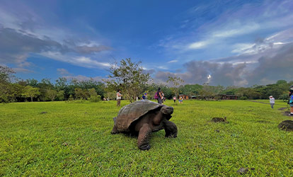 Tortuga Gigante de Galápagos.